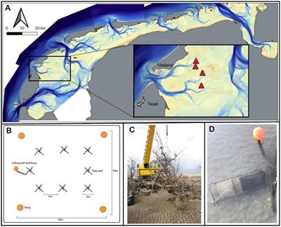 Who lives in a pear tree under the sea? A first look at tree reefs as a complex natural biodegradable structure to enhance biodiversity in marine systems